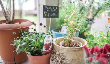 maaの植物と小物
